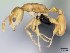  (Nesomyrmex flavus - CASENT0127644-D01)  @13 [ ] CreativeCommons - Attribution Non-Commercial No Derivatives (2011) Brian Fisher California Academy of Sciences