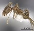  (Pheidole MG071 - CASENT0047215-D01)  @13 [ ] CreativeCommons - Attribution Non-Commercial No Derivatives (2011) Brian Fisher California Academy of Sciences