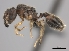  (Pheidole MG009 - CASENT0112305-D01)  @13 [ ] CreativeCommons - Attribution Non-Commercial No Derivatives (2011) Brian Fisher California Academy of Sciences