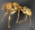 (Pheidole MG057 - CASENT0040562-D01)  @13 [ ] CreativeCommons - Attribution Non-Commercial No Derivatives (2011) Brian Fisher California Academy of Sciences