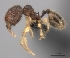  (Pheidole MG024 - CASENT0439317-D01)  @13 [ ] CreativeCommons - Attribution Non-Commercial No Derivatives (2011) Brian Fisher California Academy of Sciences