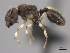  (Pheidole MG050 - CASENT0469362-D01)  @13 [ ] CreativeCommons - Attribution Non-Commercial No Derivatives (2011) Brian Fisher California Academy of Sciences