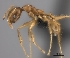  (Pheidole madecassa - CASENT0488872-D01)  @13 [ ] CreativeCommons - Attribution Non-Commercial No Derivatives (2011) Brian Fisher California Academy of Sciences