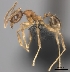  (Pheidole MG011 - CASENT0039206-D01)  @13 [ ] CreativeCommons - Attribution Non-Commercial No Derivatives (2011) Brian Fisher California Academy of Sciences