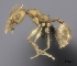  (Pheidole MG110 - CASENT0077599-D02)  @13 [ ] CreativeCommons - Attribution Non-Commercial No Derivatives (2011) Brian Fisher California Academy of Sciences