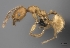  (Pheidole MG034 - CASENT0479326-D01)  @13 [ ] CreativeCommons - Attribution Non-Commercial No Derivatives (2011) Brian Fisher California Academy of Sciences