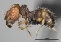  (Pheidole MG018 - CASENT0196932-D01)  @13 [ ] CreativeCommons - Attribution Non-Commercial No Derivatives (2011) Brian Fisher California Academy of Sciences