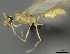  (Pheidole MG038 - CASENT0082609-D01)  @13 [ ] CreativeCommons - Attribution Non-Commercial No Derivatives (2011) Brian Fisher California Academy of Sciences