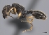  (Pheidole MG030 - CASENT0198061-D01)  @13 [ ] CreativeCommons - Attribution Non-Commercial No Derivatives (2011) Brian Fisher California Academy of Sciences