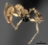  (Pheidole MG059 - CASENT0038352-D01)  @13 [ ] CreativeCommons - Attribution Non-Commercial No Derivatives (2011) Brian Fisher California Academy of Sciences