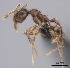  (Pheidole veteratrix - CASENT0142587-D01)  @13 [ ] CreativeCommons - Attribution Non-Commercial No Derivatives (2011) Brian Fisher California Academy of Sciences