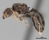  (Pheidole sikorae - CASENT0497242-D01)  @13 [ ] CreativeCommons - Attribution Non-Commercial No Derivatives (2011) Brian Fisher California Academy of Sciences