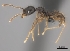  (Pheidole alina - CASENT0487396-D01)  @13 [ ] CreativeCommons - Attribution Non-Commercial No Derivatives (2011) Brian Fisher California Academy of Sciences