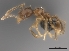  (Pheidole MG074 - CASENT0060862-D01)  @13 [ ] CreativeCommons - Attribution Non-Commercial No Derivatives (2011) Brian Fisher California Academy of Sciences