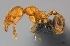  (Pheidole MG121 - CASENT0198229-D01)  @13 [ ] CreativeCommons - Attribution Non-Commercial No Derivatives (2011) Brian Fisher California Academy of Sciences