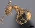  (Pheidole MG031 - CASENT0198065-D01)  @13 [ ] CreativeCommons - Attribution Non-Commercial No Derivatives (2011) Brian Fisher California Academy of Sciences