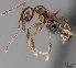  (Pheidole longispinosa_complex - CASENT0198113-D01)  @13 [ ] CreativeCommons - Attribution Non-Commercial No Derivatives (2011) Brian Fisher California Academy of Sciences