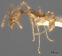  (Pheidole antsahabe - CASENT0461052-D01)  @13 [ ] CreativeCommons - Attribution Non-Commercial No Derivatives (2011) Brian Fisher California Academy of Sciences