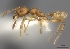  (Pheidole MG041 - CASENT0198081-D01)  @13 [ ] CreativeCommons - Attribution Non-Commercial No Derivatives (2011) Brian Fisher California Academy of Sciences