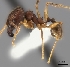  (Pheidole MG058 - CASENT0009649-D01)  @13 [ ] CreativeCommons - Attribution Non-Commercial No Derivatives (2011) Brian Fisher California Academy of Sciences