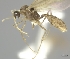  (Pheidole MG091 - CASENT0047553-D01)  @13 [ ] CreativeCommons - Attribution Non-Commercial No Derivatives (2011) Brian Fisher California Academy of Sciences