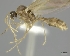  (Pheidole MG094 - CASENT0198200-D01)  @13 [ ] CreativeCommons - Attribution Non-Commercial No Derivatives (2011) Brian Fisher California Academy of Sciences