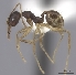  (Pheidole MG118 - CASENT0198226-D01)  @13 [ ] CreativeCommons - Attribution Non-Commercial No Derivatives (2011) Brian Fisher California Academy of Sciences