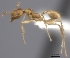  (Pheidole MG048 - CASENT0198098-D01)  @13 [ ] CreativeCommons - Attribution Non-Commercial No Derivatives (2011) Brian Fisher California Academy of Sciences