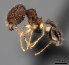  (Pheidole MG073 - CASENT0007715-D01)  @13 [ ] CreativeCommons - Attribution Non-Commercial No Derivatives (2011) Brian Fisher California Academy of Sciences