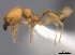  (Pheidole MG085 - CASENT0198166-D01)  @13 [ ] CreativeCommons - Attribution Non-Commercial No Derivatives (2011) Brian Fisher California Academy of Sciences