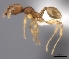  (Pheidole MG101 - CASENT0140673-D01)  @13 [ ] CreativeCommons - Attribution Non-Commercial No Derivatives (2011) Brian Fisher California Academy of Sciences