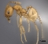  (Pheidole MG086 - CASENT0440724-D01)  @13 [ ] CreativeCommons - Attribution Non-Commercial No Derivatives (2011) Brian Fisher California Academy of Sciences