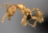  (Pheidole MG053 - CASENT0198111-D01)  @13 [ ] CreativeCommons - Attribution Non-Commercial No Derivatives (2011) Brian Fisher California Academy of Sciences