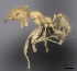  (Pheidole MG111 - CASENT0114533-D01)  @13 [ ] CreativeCommons - Attribution Non-Commercial No Derivatives (2011) Brian Fisher California Academy of Sciences