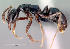  (Hypoponera sp - CASENT0134451-D01)  @13 [ ] Unspecified (default): All Rights Reserved  Unspecified Unspecified