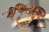  (Tetramorium bessonii - CASENT0135464-D01)  @13 [ ] Unspecified (default): All Rights Reserved  Unspecified Unspecified