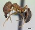  (Pheidole ragnax - CASENT0132467-D01)  @13 [ ] Unspecified (default): All Rights Reserved  Unspecified Unspecified