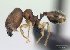  (Pheidole vulcan - CASENT0137234-D01)  @13 [ ] Unspecified (default): All Rights Reserved  Unspecified Unspecified