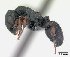  (Cataulacus voeltzkowi - CASENT0134345-D01)  @13 [ ] Unspecified (default): All Rights Reserved  Unspecified Unspecified
