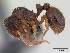  (Calyptomyrmex - CASENT0136767-D01)  @13 [ ] CreativeCommons - Attribution Non-Commercial No Derivatives (2011) Brian Fisher California Academy of Sciences