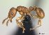  (Tetramorium karthala - CASENT0137221-D01)  @13 [ ] Unspecified (default): All Rights Reserved  Unspecified Unspecified