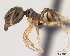  (Pheidole megatron - CASENT0136865-D01)  @13 [ ] Unspecified (default): All Rights Reserved  Unspecified Unspecified