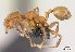  (Pheidole jonas - CASENT0137222-D01)  @13 [ ] Unspecified (default): All Rights Reserved  Unspecified Unspecified