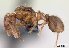  (Tetramorium comorense - CASENT0146989-D01)  @13 [ ] Unspecified (default): All Rights Reserved  Unspecified Unspecified