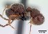  (Proceratium lobatum - CASENT0055614-D01)  @13 [ ] Unspecified (default): All Rights Reserved  Unspecified Unspecified