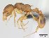  (Nesomyrmex retusispinosus - CASENT0058883-D02)  @13 [ ] CreativeCommons - Attribution Non-Commercial No Derivatives (2011) Brian Fisher California Academy of Sciences
