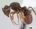  (Proceratium alobatum - CASENT0466312-D01)  @13 [ ] Unspecified (default): All Rights Reserved  Unspecified Unspecified