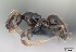  (Plagiolepis madecassa - CASENT0146812-D01)  @13 [ ] Unspecified (default): All Rights Reserved  Unspecified Unspecified