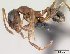  (Pheidole komori - CASENT0149208-D01)  @13 [ ] Unspecified (default): All Rights Reserved  Unspecified Unspecified