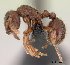  (Dicroaspis - CASENT0145951-D01)  @13 [ ] Unspecified (default): All Rights Reserved  Unspecified Unspecified